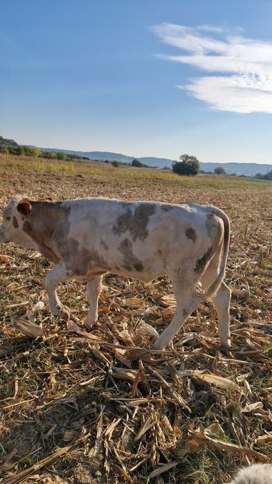 Vând vițel bălțat
