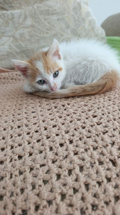 Котенок в добрые руки