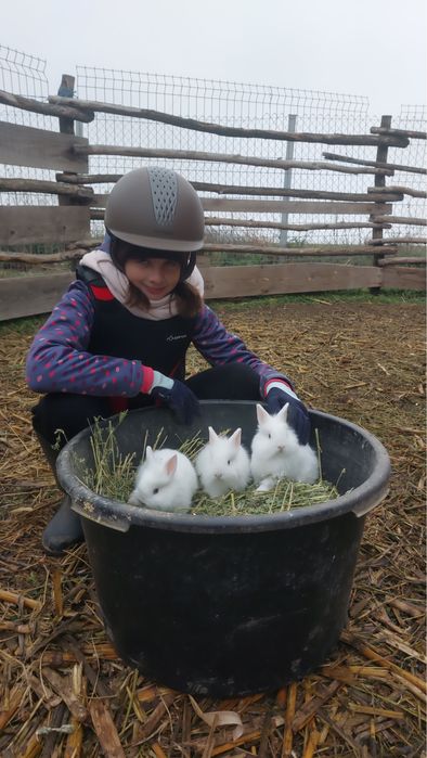 Iepurasi pitici cap de leu