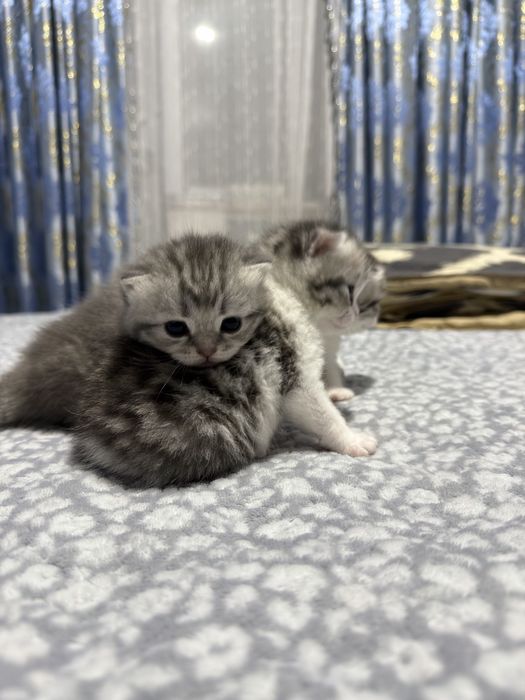 Шотландские вислоухие котята, милые плюшевые малыши