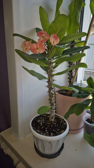 Цветок Молочай Миля крупноцветковый