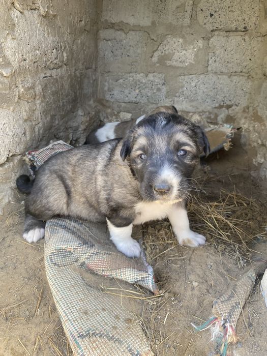 Алабай күшіктері сатылады