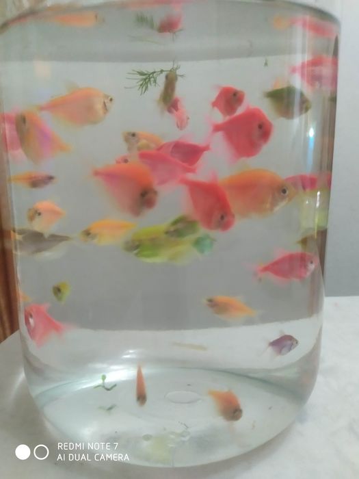 Тернетсия крупные размерда