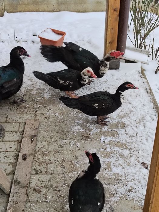 Rațe mute și rățoi  2025