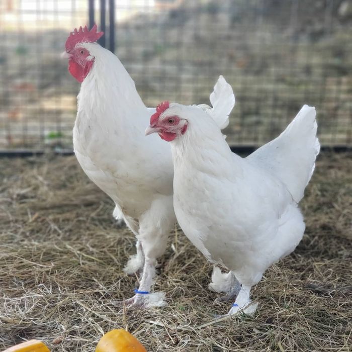 Яйца от Маран, няколко цвята