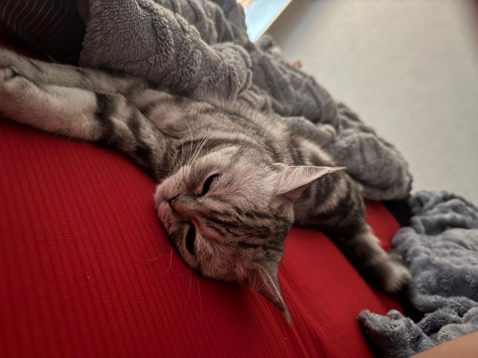 Шотландская кошка
