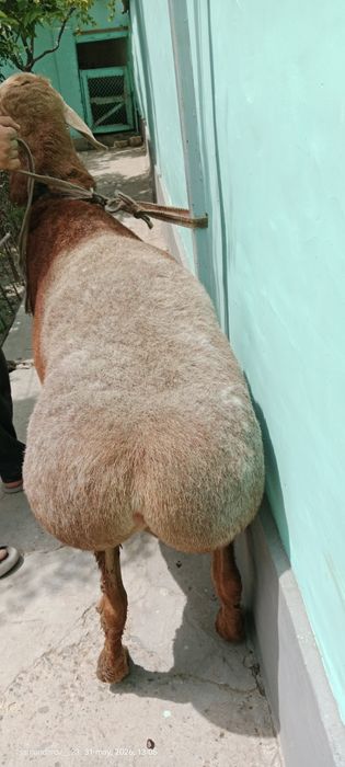 Yirik zotli qoʻchqor sotiladi