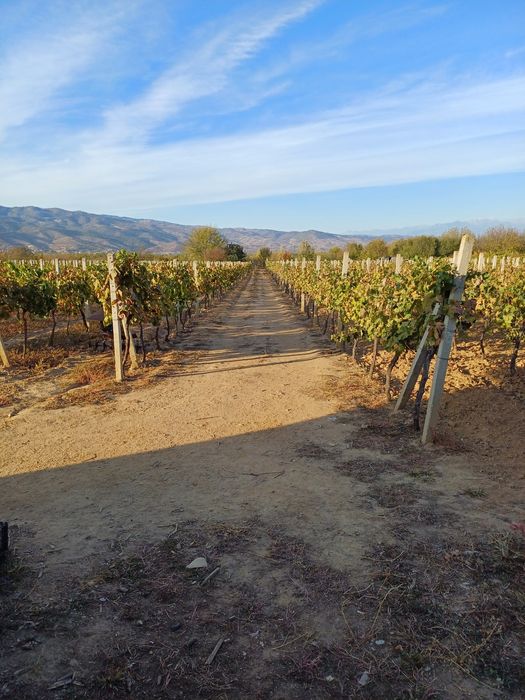 Продава се Земеделски имот в Петрич -  кв.м за 3498 €/дка - Снимка #7