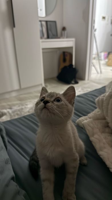 Котенок в хорошие ручки