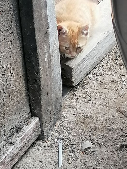Gratuit ofer pui de pisică foarte drăguți și jucăuși
