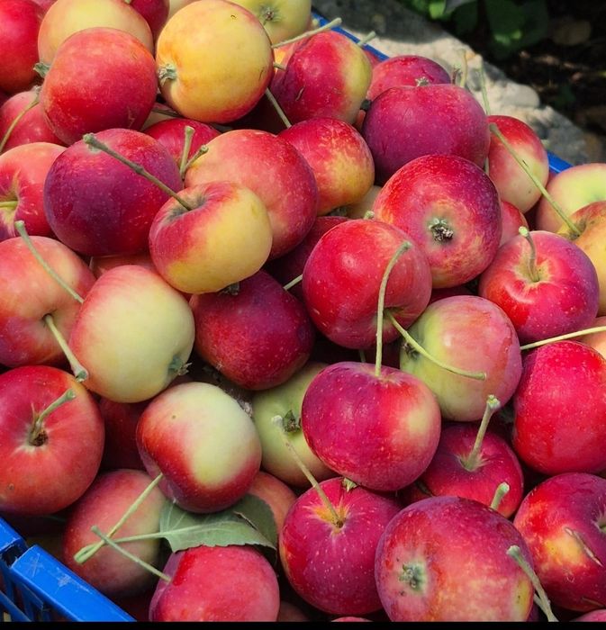 Продам  ранетки, ароматные