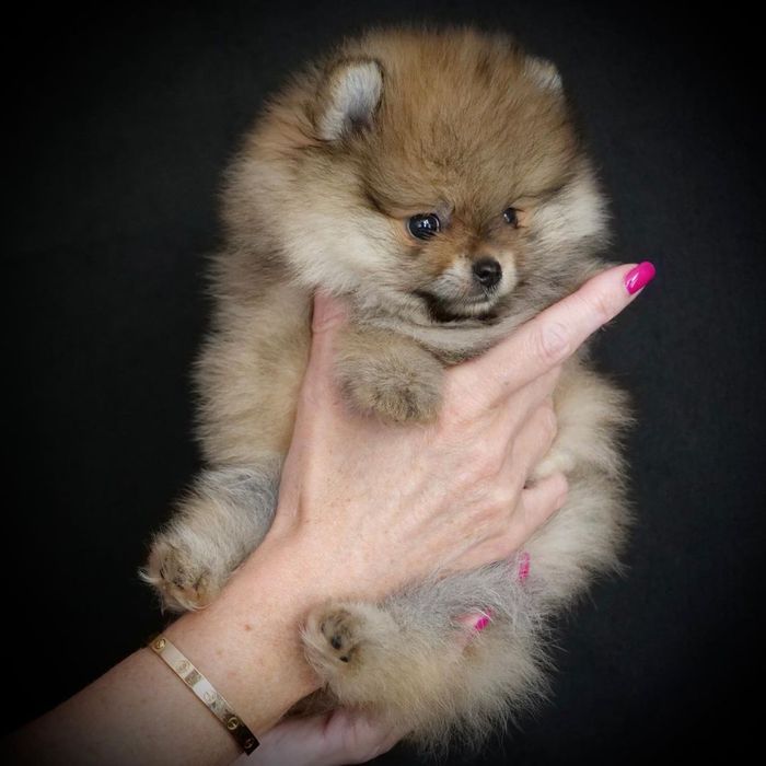 Прекрасные щенки