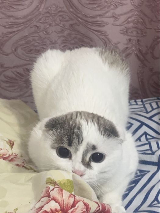 Кошечка 1 год хорошая !