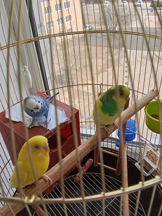 Продам 3 попугая с клеткой