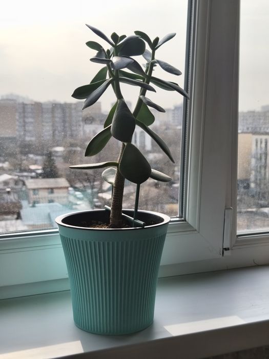 Денежное дерево продам