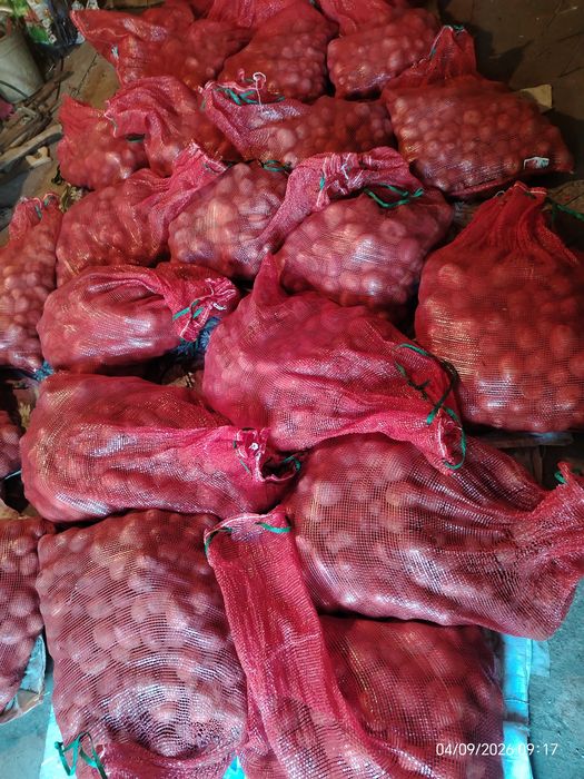 Дачный картофель,,