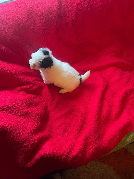 Bichon Havanez/Baiat Bison/Bishon