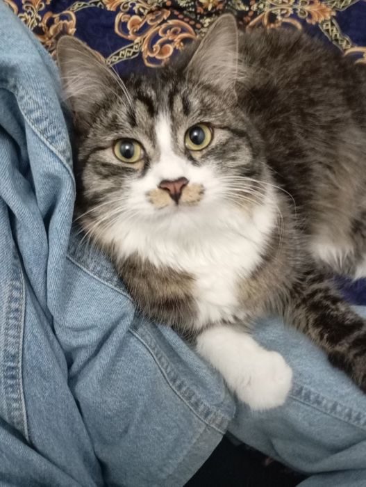 вяскага пародали мушук