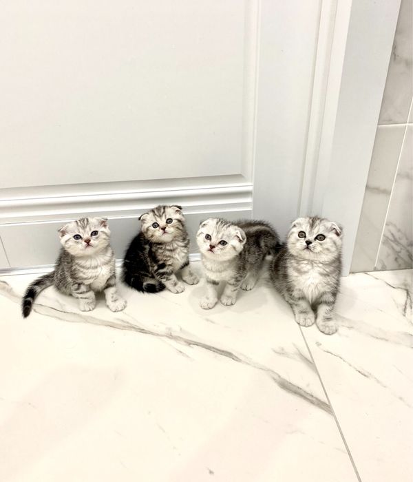 Продаются вислоухие шотландские котята