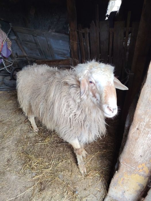 Продам кошкар 2 года