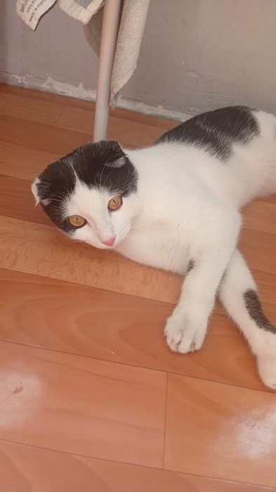 Отдам бесплатной