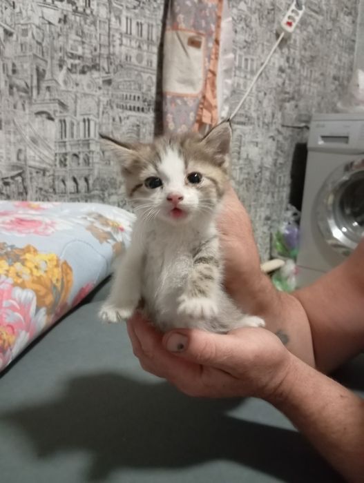 Бесплатно котята