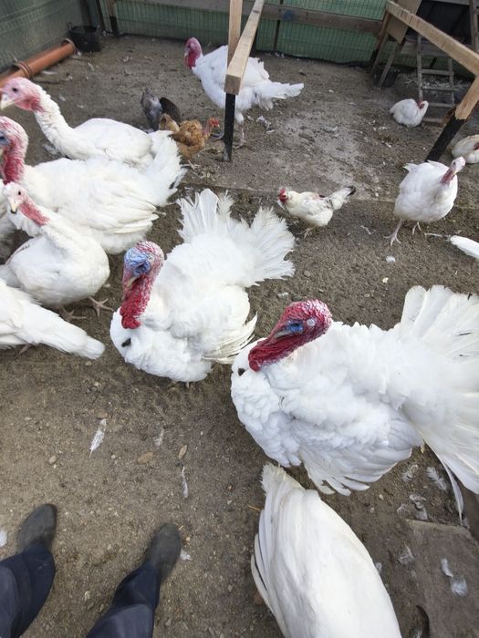 Vând curcani și curci  crescuți bio în gospodăria proprie.