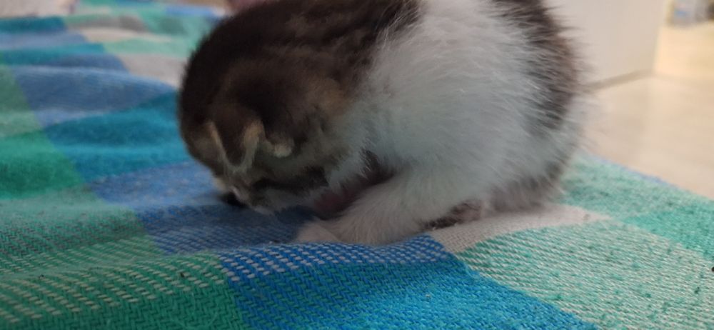 Отдам котенка бесплатно