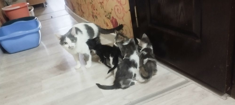 Отдам даром даром катят