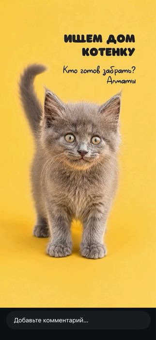 Котенок ищет дом