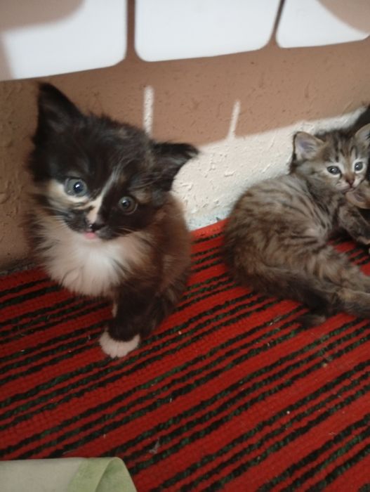 Котята даром отдам