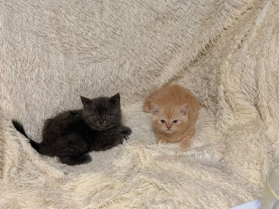 Британские котята 2 мальчика