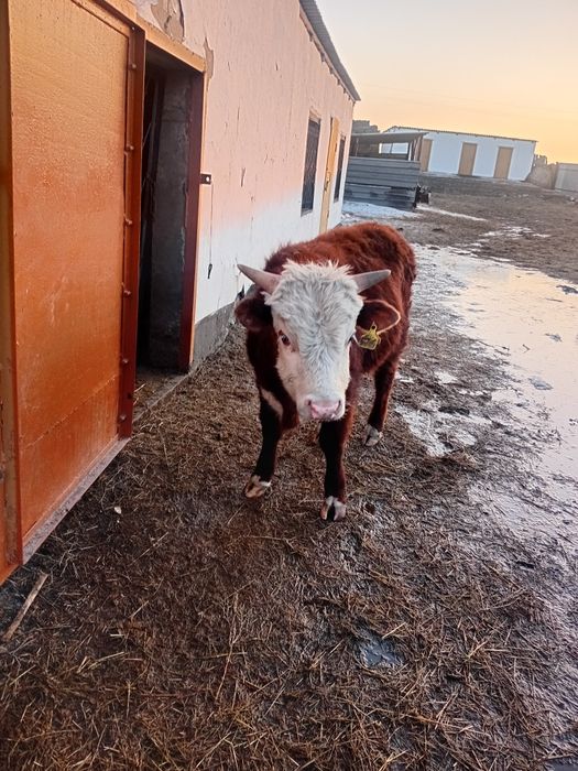 Бұқа сатылад,550000