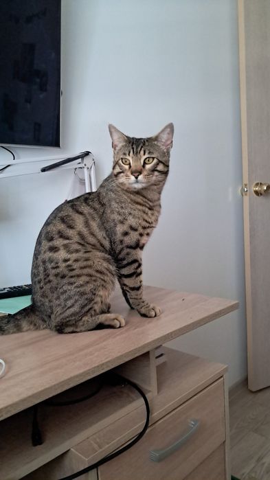 Продам кота породистого