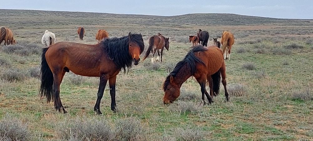 Екі айғыр сатылады