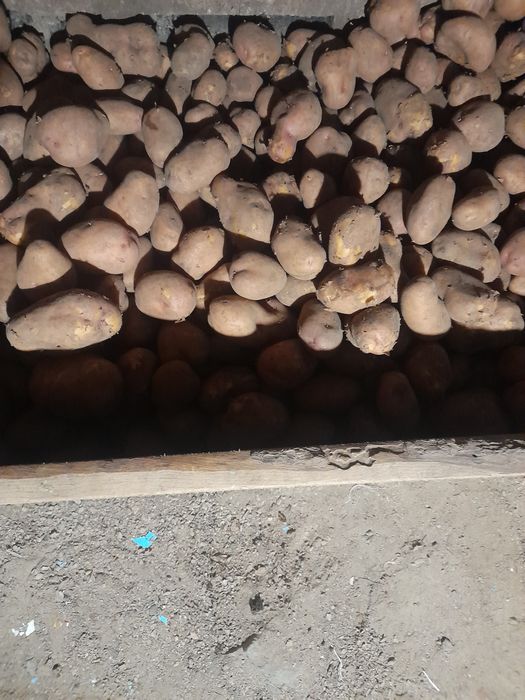 Продам дачный картофель