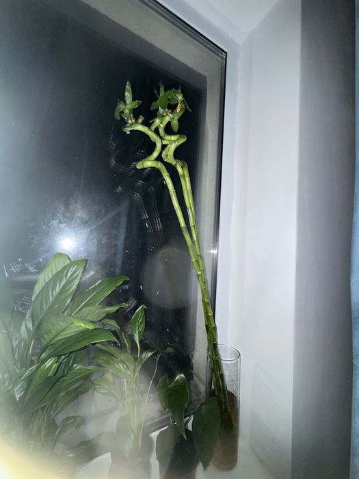 Женское счастье комнатные цветы