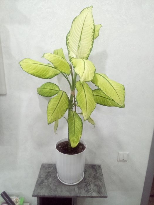 Продам комнатное растение