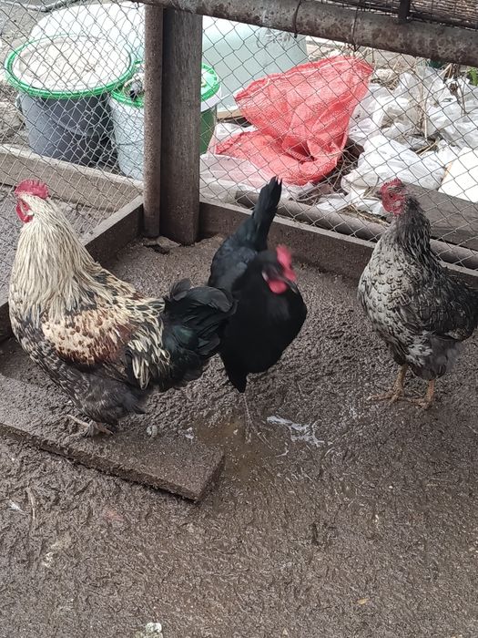 Продам домашних молодых курей