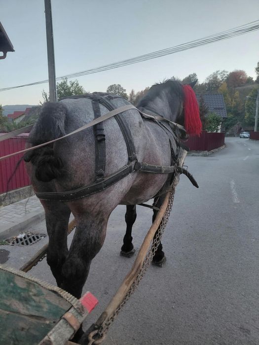 Iapa de vânzare foarte cuminte