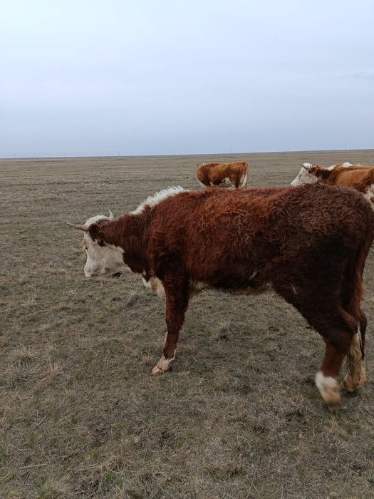 Қысыр қашар сатылады