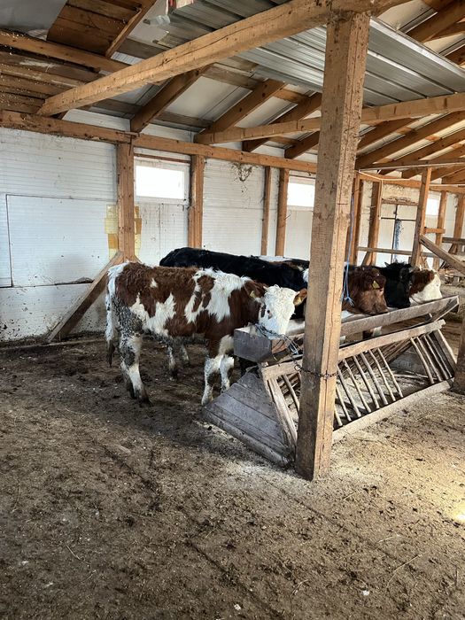 Vand 4 vitele si un tauras