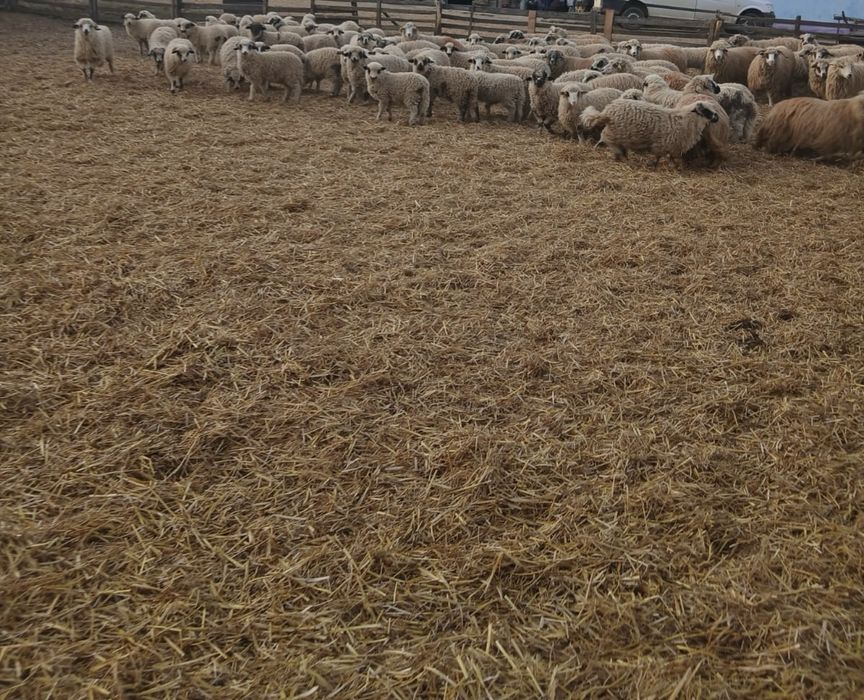 Vand 200 de miei turcana