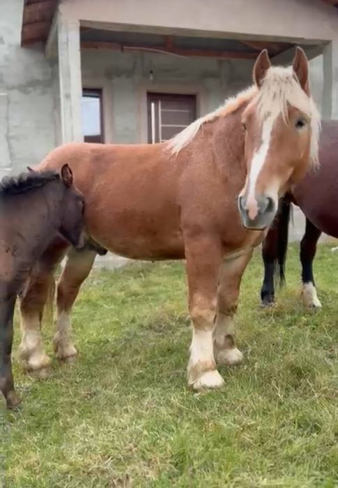 Iapă și armăsar de vânzare