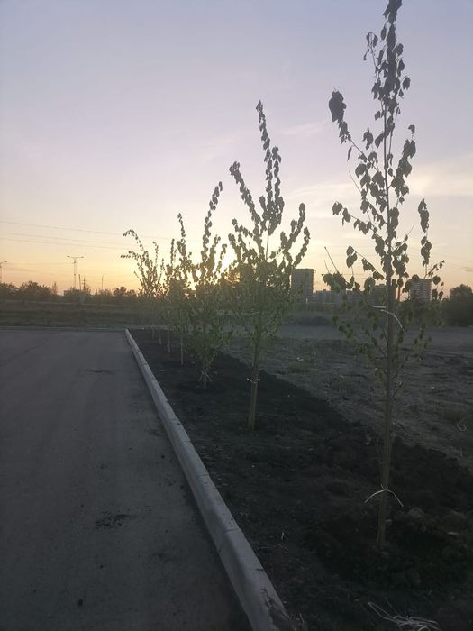 Тополь пирамидальный