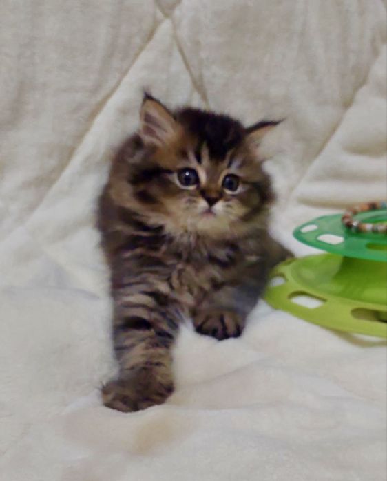 Британка золотая тиккированая шиншила!