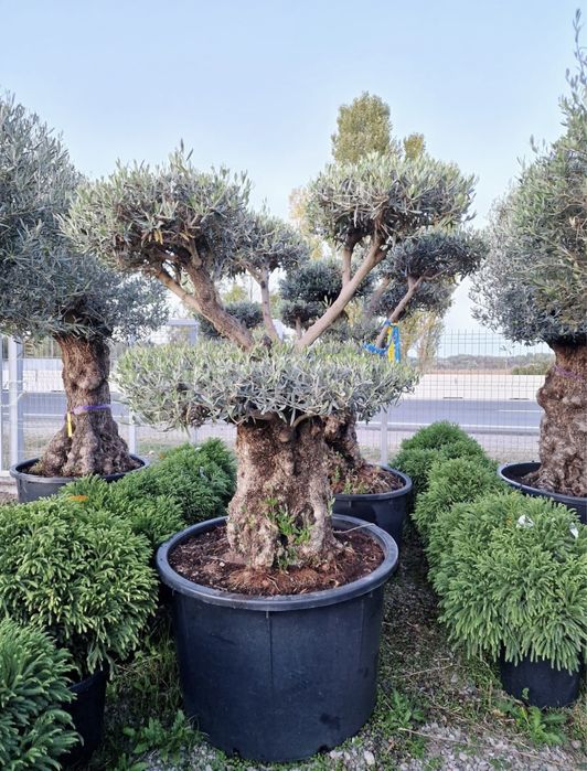 Vand Bonsai Maslin ( olea europaea) vand maslini, plante exotice