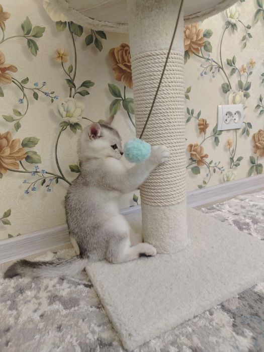 Продается котенок игривый любит ласку