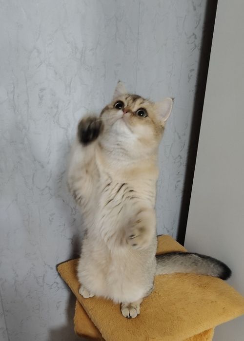 Котёнок Британец Шиншилла кобби типа