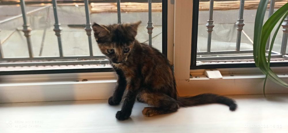 Пристраивается котенок девочка в хорошие руки. 2 месяца.